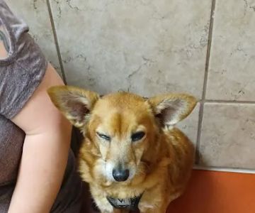 Westgate Pet & Bird Hospital - Dr. Paul Brandt