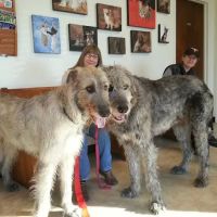Manchaca Road Animal Hospital ico