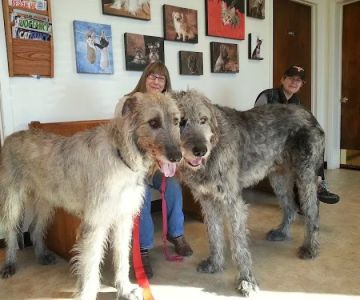 Manchaca Road Animal Hospital