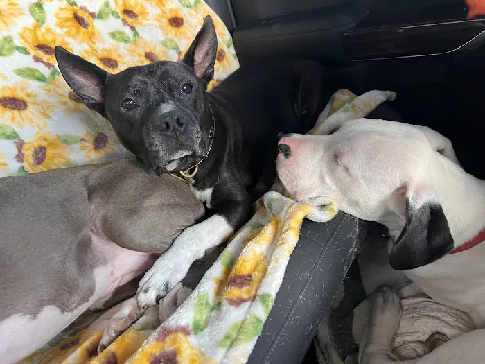 Manchaca Road Animal Hospital 4