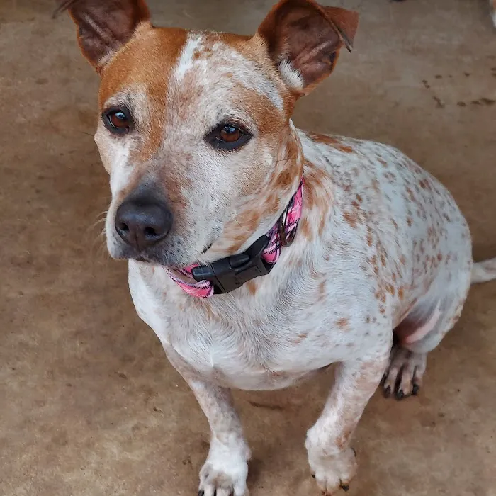 Manchaca Road Animal Hospital 8