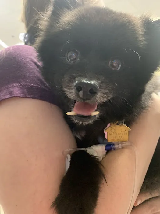 Emergency Animal Hospital: Saucedo Nicole DVM 1