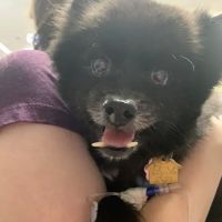 Emergency Animal Hospital: Saucedo Nicole DVM ico