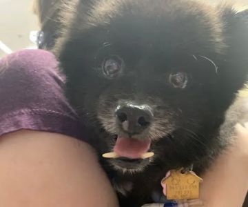 Emergency Animal Hospital: Saucedo Nicole DVM