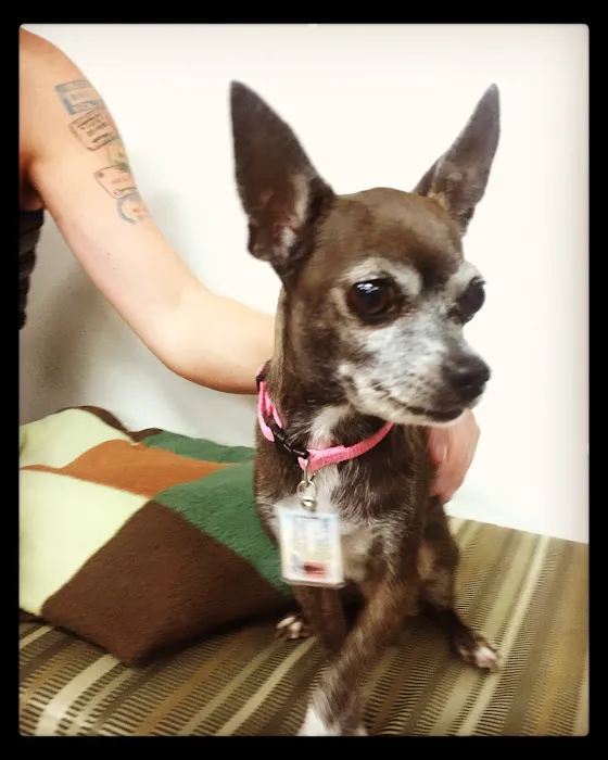 Central Texas Veterinary Speciality and Emergency Hospital 5