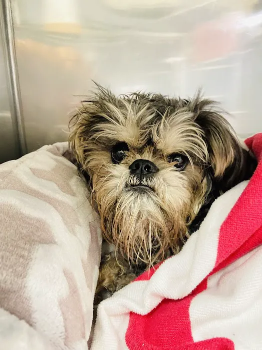 Central Texas Veterinary Speciality and Emergency Hospital 8
