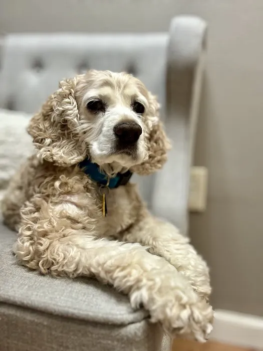 VCA Ben White Animal Hospital 2