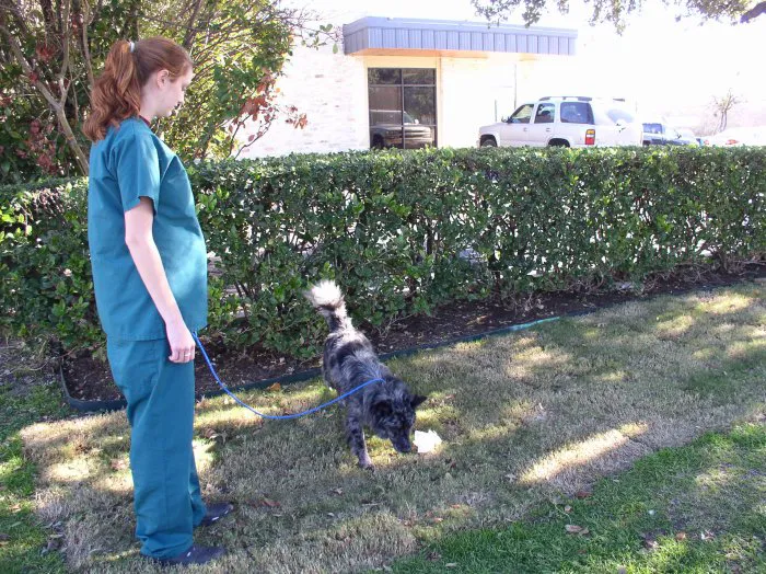 VCA Ben White Animal Hospital 9