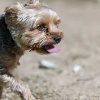 Zoot Pet Hospital and Luxury Boarding ico