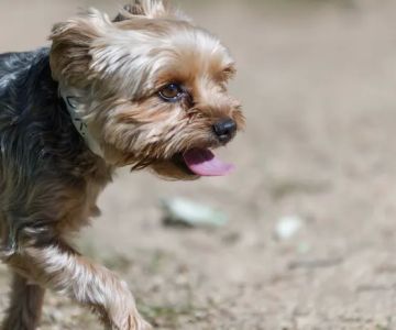Zoot Pet Hospital and Luxury Boarding