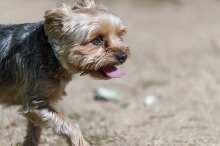 Zoot Pet Hospital and Luxury Boarding