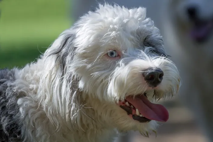 Zoot Pet Hospital and Luxury Boarding 12