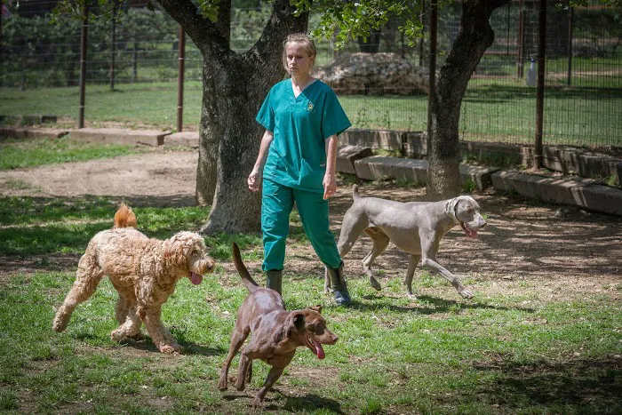 Zoot Pet Hospital and Luxury Boarding 12