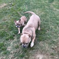 SouthPaw Animal Care ico