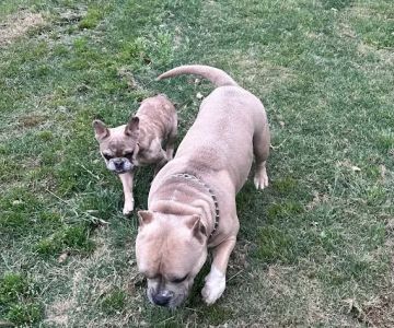 SouthPaw Animal Care