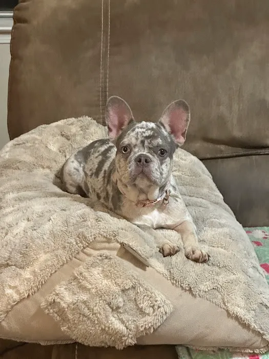 SouthPaw Animal Care 10