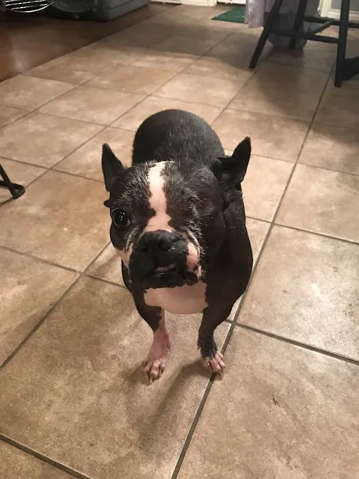 Northwest Pet Hospital 12