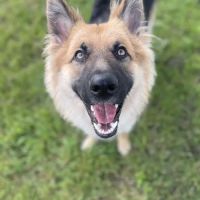NewDay Veterinary Care ico