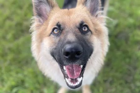 NewDay Veterinary Care