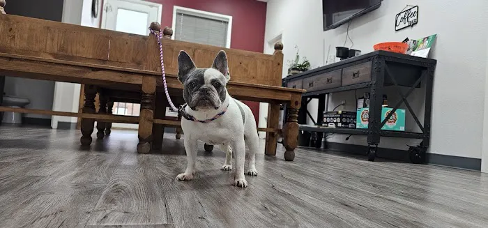 Woof Animal Hospital 12