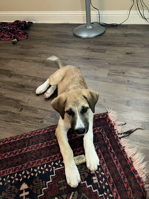 PetSmart Veterinary Services - Georgetown 12
