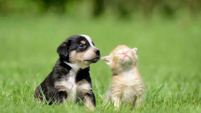Animal Hospital of Georgetown 12