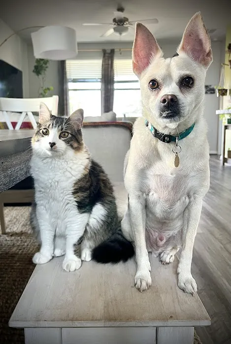 Animal Hospital of Georgetown 12