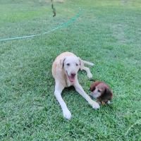 Animal Hospital of Georgetown ico