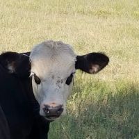 Austin Avenue Animal Hospital ico