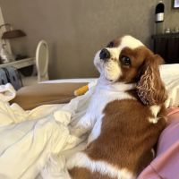 Georgetown Veterinary Hospital ico