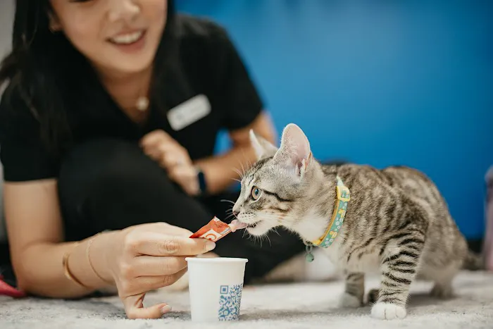 PetVet365 Pet Hospital Leander 10
