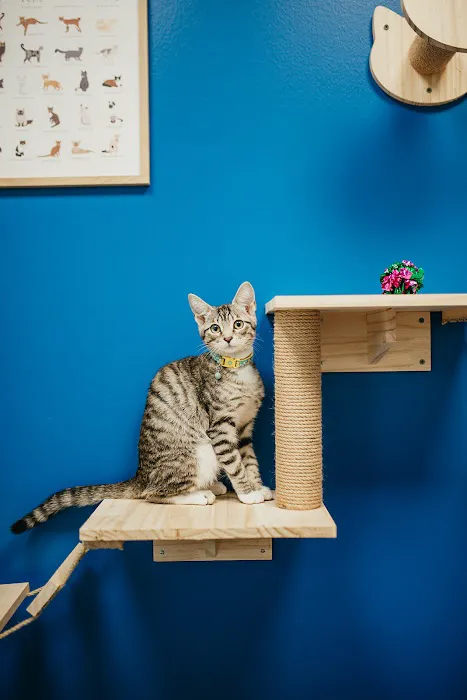 PetVet365 Pet Hospital Leander 3
