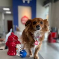 Firehouse Animal Health Center Cedar Park ico