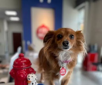 Firehouse Animal Health Center Cedar Park