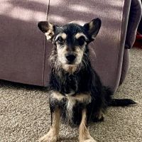 City Limits Vet Clinic ico