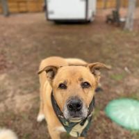 Balcones Animal Hospital Inc ico