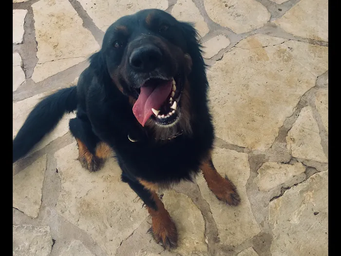 Balcones Animal Hospital Inc 10