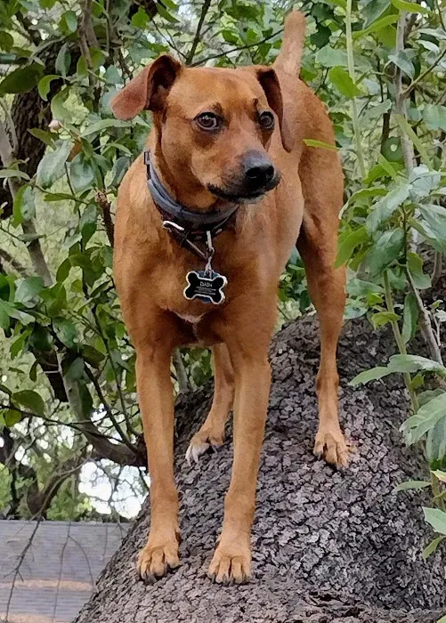 Balcones Animal Hospital Inc 7