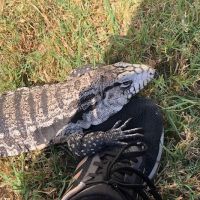 Austin Pet & Exotic Hospital ico