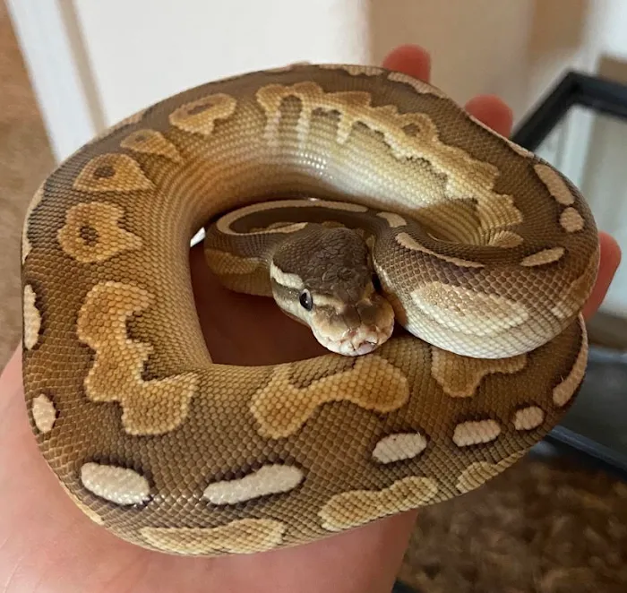Austin Pet & Exotic Hospital 12