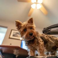 Northwest Austin Veterinary Center ico