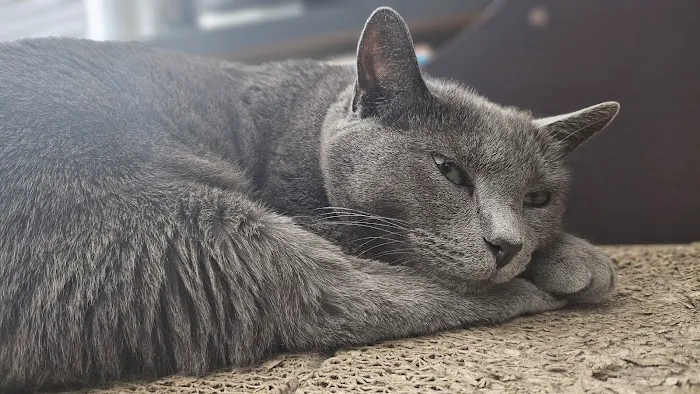 Northwest Austin Veterinary Center 10