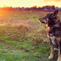 West Lynn Veterinary Clinic ico