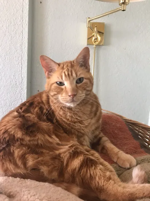 Livewell Animal Hospital of Austin 3