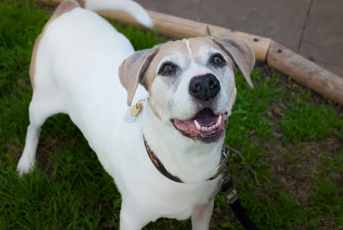 Livewell Animal Hospital of Austin 10