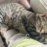 Bluebonnet Animal Hospital ico