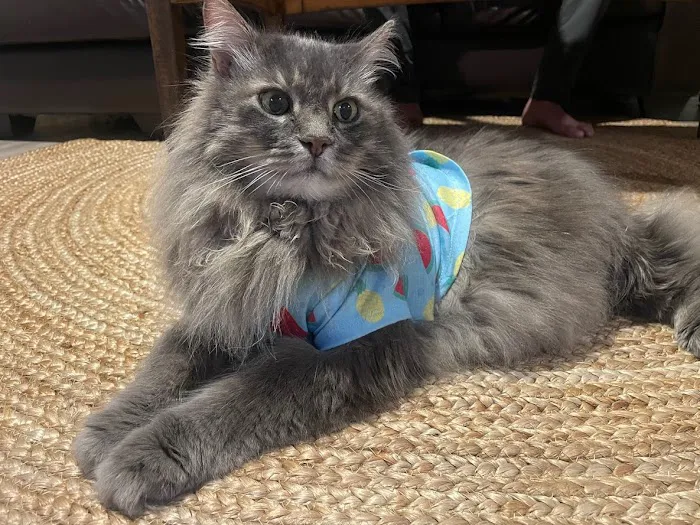 Bluebonnet Animal Hospital 10