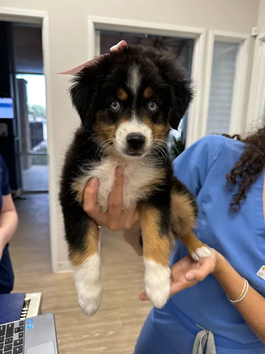 Bluebonnet Animal Hospital 3