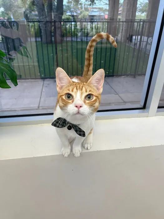 Bluebonnet Animal Hospital 5