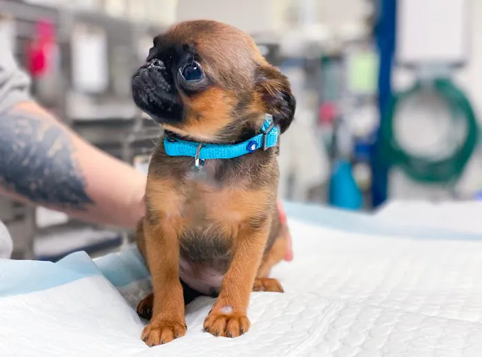 Parker Animal Care 6
